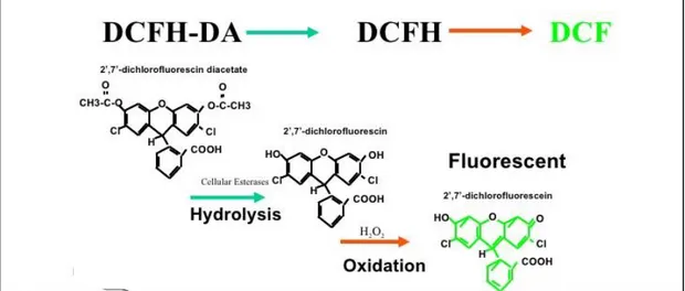 Figura  8:  meccanismo  di  funzionamento  della  diclorofluresceina  diacetato  (DCF-DA)  utilizzato  per  rilevare le specie reattive all’ossigeno (ROS) intracellulari