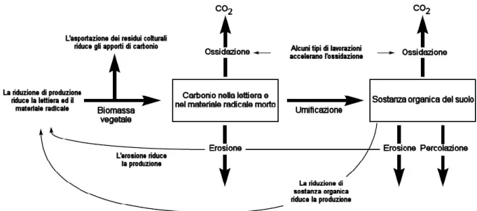 Figura 1. Il ciclo del carbonio nel suolo ed alcuni processi di degradazione (modificato da Pagiola, 