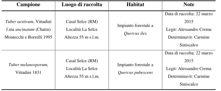 Tabella 1: caratteristiche delle due specie di tartufo utilizzate nella sperimentazione 