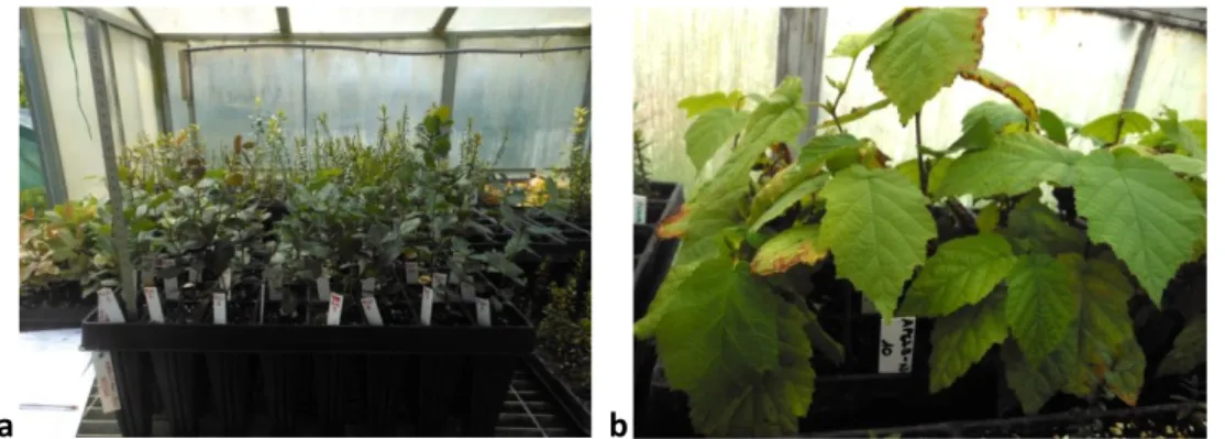 Figura  53.  Semenzali  di  Q.  suber  (a)  e  C.  avellana  (b)  trasferiti  in  serra  dopo  un  ciclo  di  coltivazione indoor 