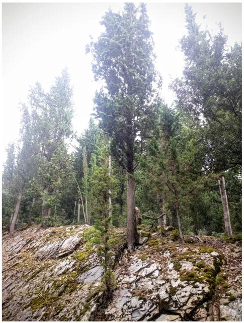 Figura 11. Alcuni cipressi che vegetano sulla roccia. Bosco da seme di Sommaia (Calenzano  – FI) 