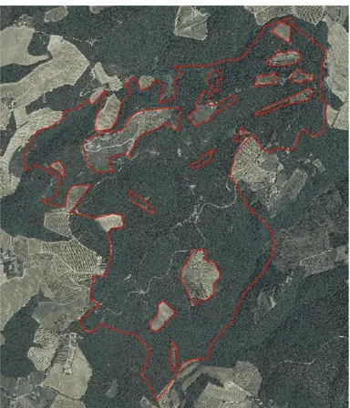 Figura 18. Ortofoto del 1954 della riserva naturale del bosco di Sant'Agnese. Servizio WMS  Geoscopio Regione Toscana