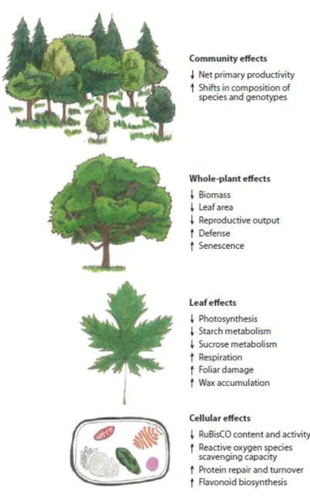 Figure 1.1:  Effects of O 3  on plant processes at the cellular, leaf, whole-plant, and 