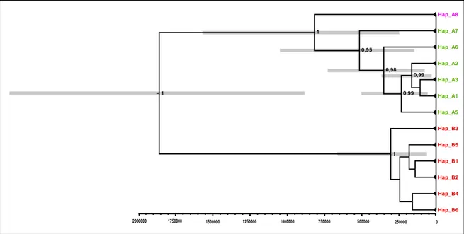 Figure 3 Maximum clade credibility tree based on Ichthyosaura alpestris mtDNA dataset 