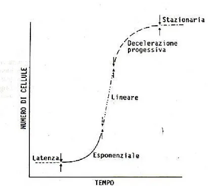 Figura 24. Curva di crescita di una sospensione cellulare suddivisa nelle varie fasi (da Wilson et  al., 1971) 