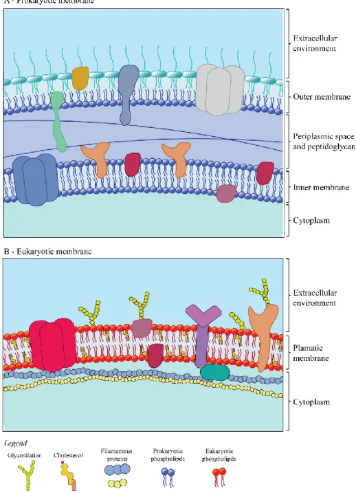 Figure  3.1.  Schematic  representation  of  biological  membrane.  (A)  Gram-negative  membrane  schematization