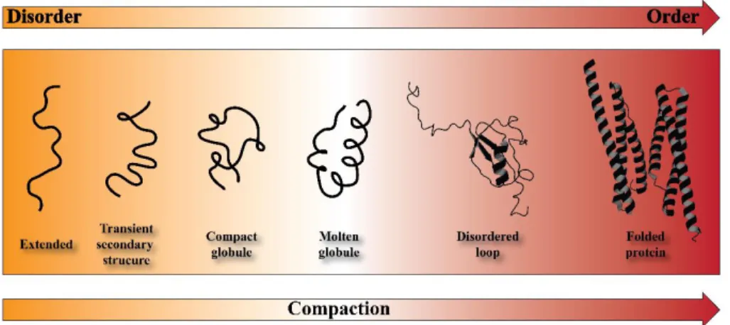 Figure 3.4 Schematic representation of the continuum model for protein structure.  The  protein  are  ranging  from  highly  dynamic  conformation  (organ)  to  a  well-defined  folded proteins