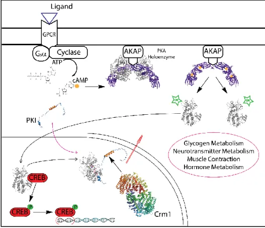 Figure 3.7 Intracellular signaling pathway of transcription factor activation.  Sig- Sig-naling  cascade  for  the  activation  of  the  cAMP-responsive  element-binding  protein  (CREB)