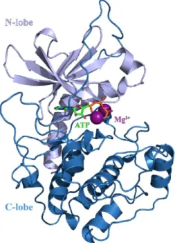 Figure 3.8 Crystal structure of the catalytic subunit of protein kinase A.   3D structure of PKA-C, in presence of Mg2+ ions and ATP (PDB-1ATP [6]