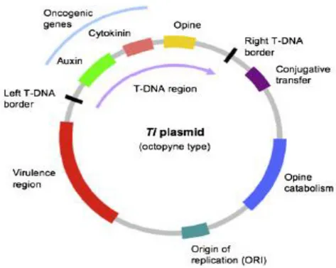 Figure 5: Ti plasmid of Agrobacterium tumefaciens (Pacurar et al., 2011) 