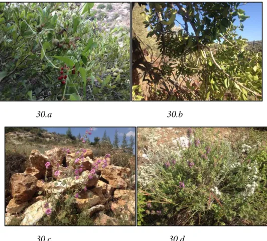 Fig. 30: some palnt species growing in Kherbit Qeis; a:  fruits of Smilax aspera L. and fruits of  Quercus coccefira 
