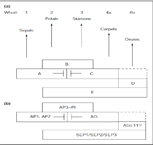 Figure 1.4. ABC(DE) model in Arabidopsis thaliana. a) Representation of each class of gene and its function in controlling 