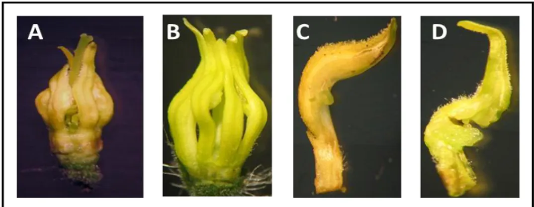 Figure 2.3. Staminal cone and anther phenotype of sl-2 flowers. A, staminal cone with stigma exerted outside the anthers 