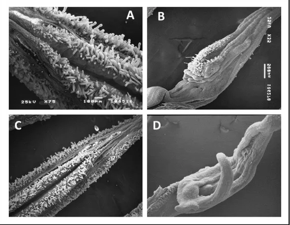 Figure 2.6. Ultrastructural characterization of anthers in WT and 7B-1 flowers grown in SD and LD conditions