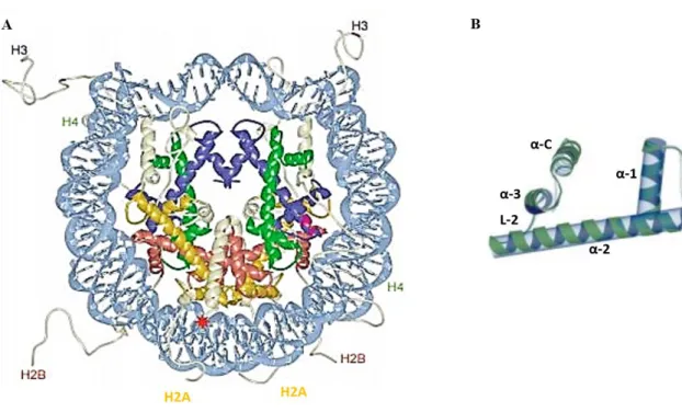 Figure 8. Nucleosome and histone H2B structure. 