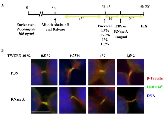 Figure 13. H2B-S14 P  localization in RNase A-treated HeLa Cells. 