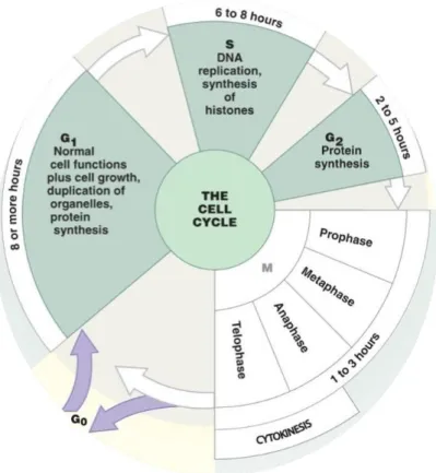 Figure 1. The eukaryotic cell cycle . 