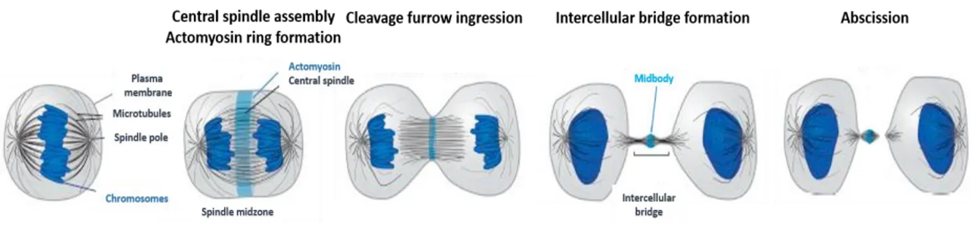 Figure 3. Stages of cytokinesis. 