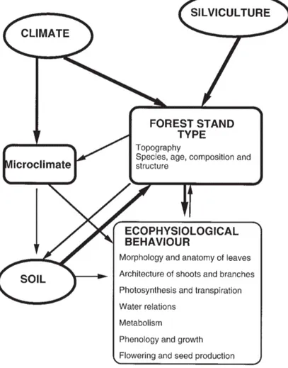Figura 4. Relazioni tra foresta e selvicoltura: modificazione del microclima.