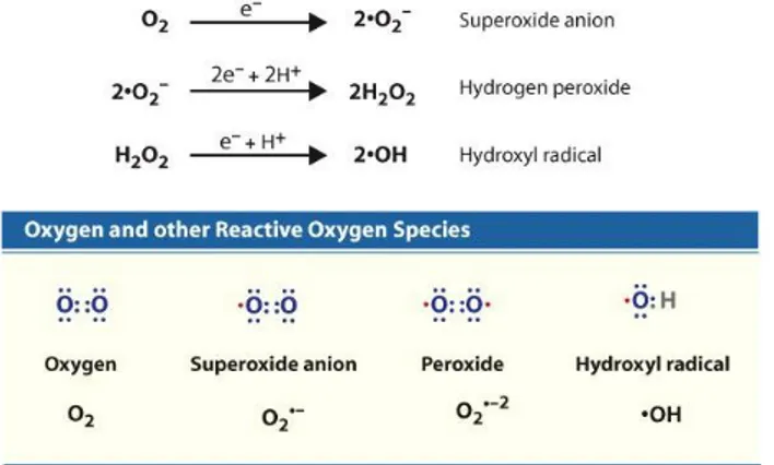 Figure  2-Several  reactive  oxygen  species  that  are  generated  in  cells  are  shown