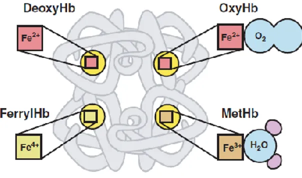 Figure  6-Different  oxidative  states  of  the  heme  iron.  Each  of  the  four  globin  chains  of  the  hemoglobin 
