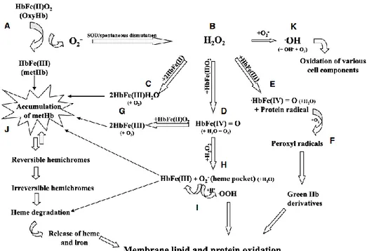 Figure  7-Summary  of  the  major  hemoglobin  (Hb)  oxidative  pathways  and  their  link  to  membrane 