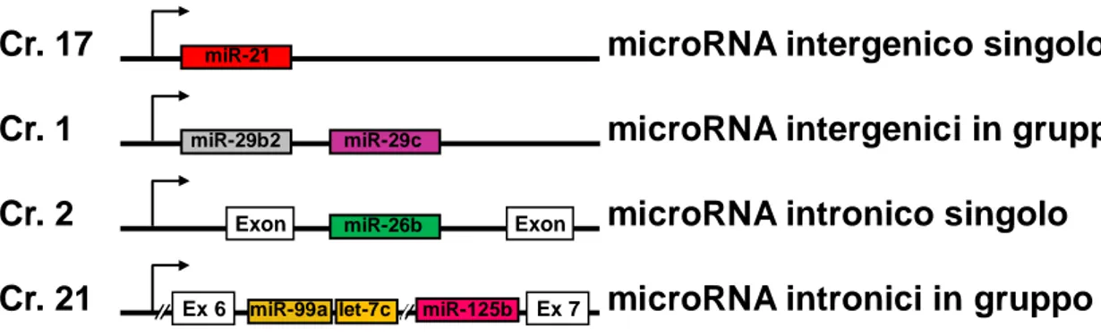 Figura 6. Localizzazione ed organizzazione genomica di alcuni miRNA noti. I geni dei miRNA possono essere 