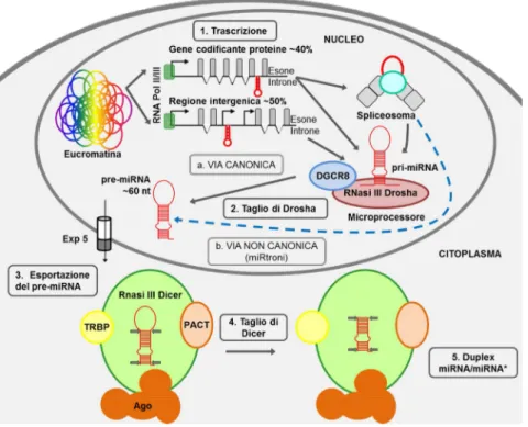 Figura 7. Meccanismo di biogenesi dei microRNA nelle cellule umane. La via classica (a) segue tutte le fasi da1 