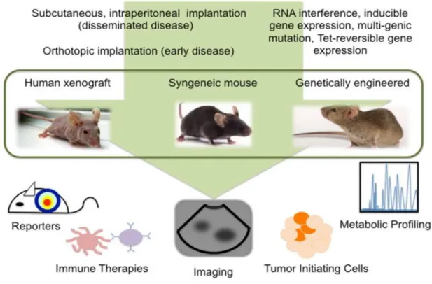 Figure  1.  Modelli  Animali  nella  ricerca  oncologica.  Schema  che  mostra  l’applicazione  dei  modelli  animali 