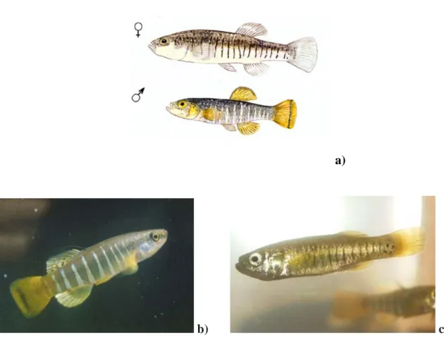 Figura 3. 2 : Aphanius fasciatus. a) dimorfismo sessuale; b) esemplare maschile; c) esemplare femminile 