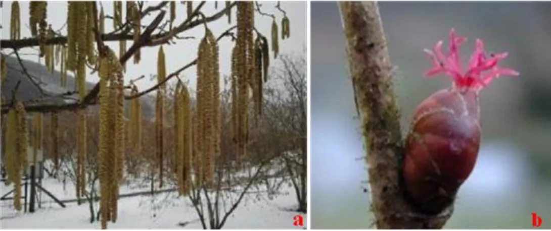 Figure 2: Male (a) and female flowers (b) of hazelnut cultivar Tonda Gentile Romana 
