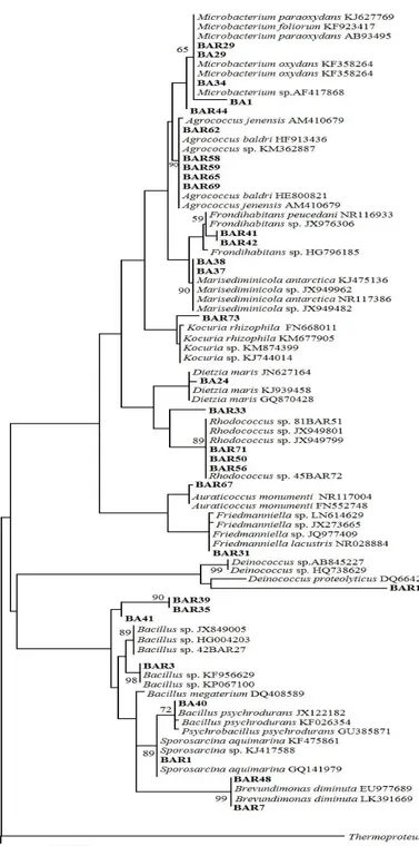 Fig. 31. Albero filogenetico costruito con le sequenze degli isolati apparteneti a generi minoritari e 