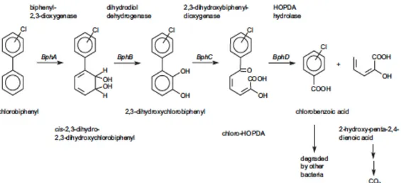Fig. 1.6. Pathway of aerobic PCB degradation by biphenyl-oxidizing bacteria (Field &amp; Sierra-