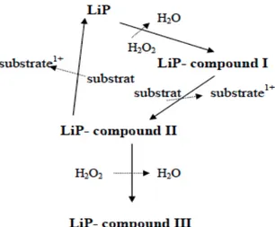 Fig. 1.10. The catalytic cycle of LiP (Wariishi &amp; Gold, 1989).   