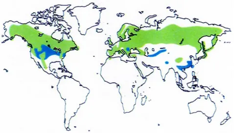 Figura 9: Distribuzione mondiale dell’astore 
