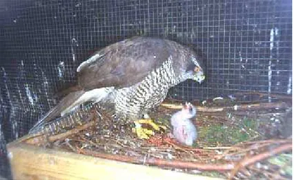 Figura 17: Femmina di astore che si occupa del piccolo presso  il Centro “European Falcons”