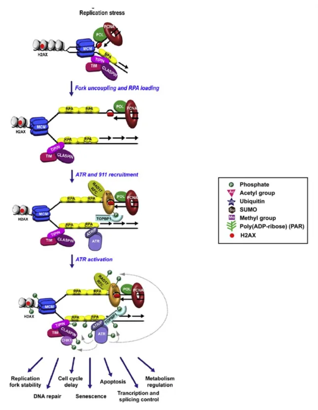 Figure  1  Replication  stress  leads  to  replication  fork  stalling  and  accumulation  of  RPA-coated 