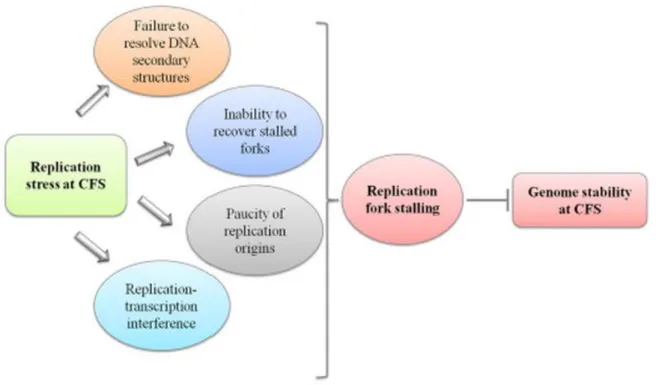 Figure  3  General  scheme  of  the  potential  sources  of  replication  stress  at  CFS