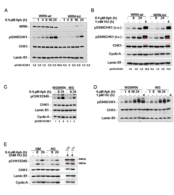 Figure  10  WRN  is  required  for  CHK1  activation  following  mild  replication  stress