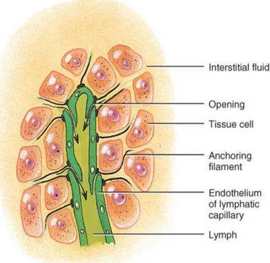 Figure 3: The monolayer of endothelial cells is fundamental for allowing interstitial liquid 