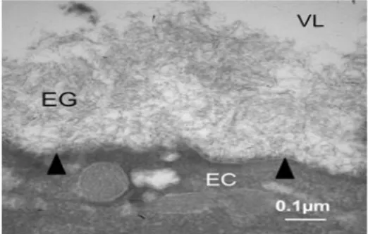 Figure 9: Transmission electron microscopy of vascular endothelium glycocalyx (modified 
