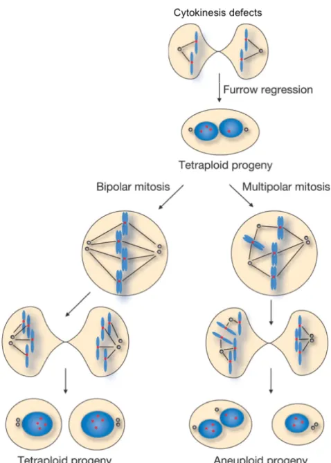 Figure  5.  Proposed  model  of  aneuploidy  generating  from  tetraploidy.  Cytokinesis  defects  cause  cleavage  furrow regression and binucleated tetraploid cells formation