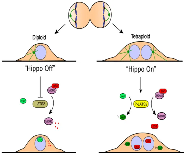 Figure 6. Proposed model of Hippo pathway and Tetraploidy-Induced Cell Cycle Arrest. 