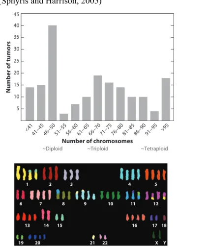 Figure  8.  Tetraplodization  in  Pancreatic  Adenocarcinoma.  Upper  panel,  Distibution  of  chromosome  numbers in Pancreatic Adenocarcinomas