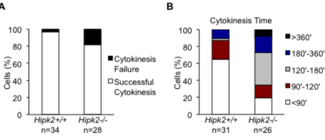 Figure  9.  Primary  Hipk2-/-  MEFs  show  cytokinesis  failure  and  longer  cytokinesis  time  than  primary  Hipk2+/+ MEFs