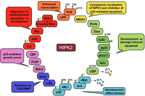 Figure 1. Schematic representation of HIPK2 targets 