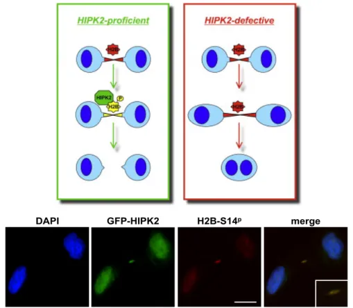 Figure  4.  Graphical  abstract  of  cytokinesis  in  HIPK2  proficient  or  defective  cells