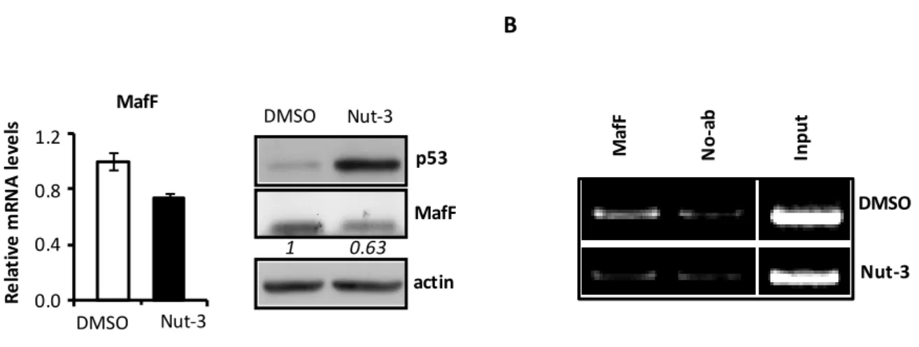 Figure 10. MafF gene expression in wtp53-expressing cells.  (A)MCF7 cells were either treated with Nut-3 (10 μM) or DMSO (vehicle 