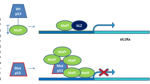 Figure  15.  Cartoon  model  of  the  proposed  p53/MafF  and  mutp53/MafF  action.  (Upper  panel)  Wtp53  reduces 