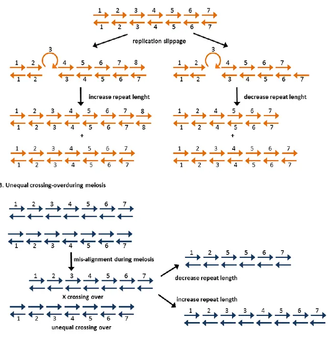 Fig. 3. Rappresentazione grafica dei due meccanismi che generano i polimorfismi SSR. Da Park et al., 2009